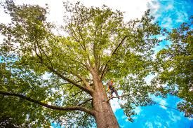 Best Tree Maintenance Programs  in USA